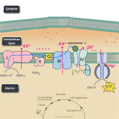 The Electron Transport Chain Steps Simplified – DBriers.com