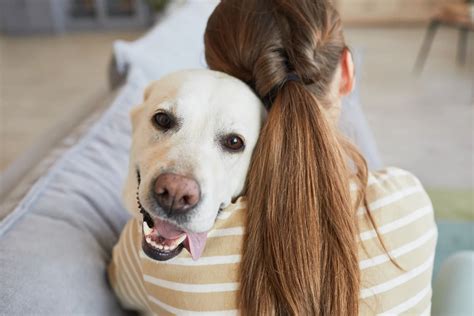 Breaking the Sound Barrier: Raising Awareness for Deaf Dogs During Deaf Dog Awareness Week - Pets24