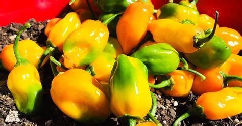 Habanero Pepper 101: Here's What You Want To Know (+ Easy Habanero Salsa Recipe) - Grow Hot Peppers