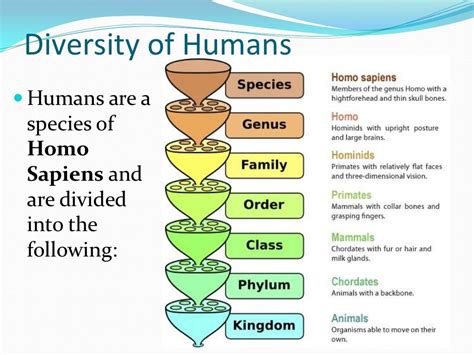 Taxonomic order