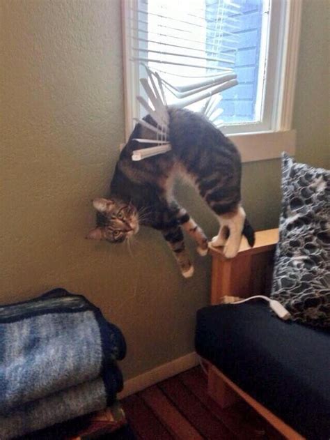 These Epic Cat Fails Prove That Cats Are Actually So Adorably Awkward ...