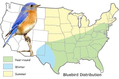 Sickles Market Blog: Where ARE the Bluebirds? & Hummingbird Explosions!