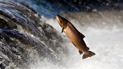 Klasifikasi dan Morfologi Ikan Salmon (Oncorhynchus nerka) - GO-PERIKANAN