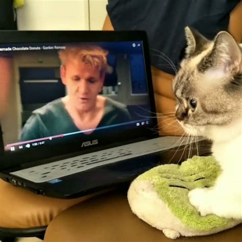 Focused Munchkin Cat Watches Gordon Ramsay Knead Dough for Helpful ...