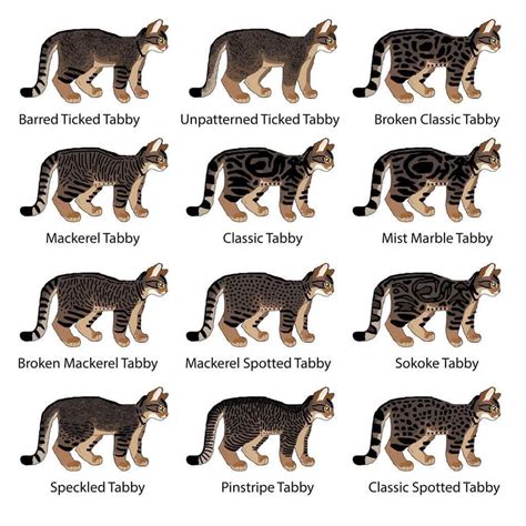 Different types of tabby cat : coolguides