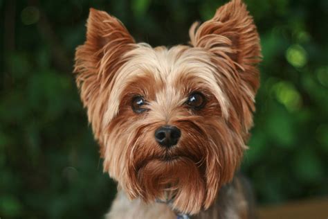 Guia de Raças: Yorkshire Terrier, um cachorro corajoso e protetor