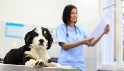 Average Veterinarian Salary By State & Other Veterinary Salary FAQs