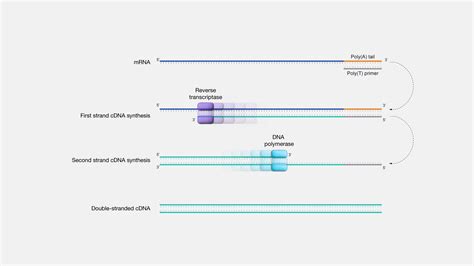 cDNA (copy DNA) | NHGRI