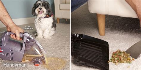 Carpet Cleaning Tips for Pet Owners | Home Design, Garden ...