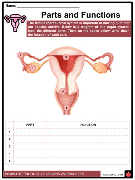 Human Female Reproductive System Parts And Functions