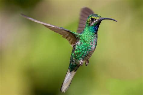 Hummingbirds—Tiny but Mighty – BirdsCaribbean