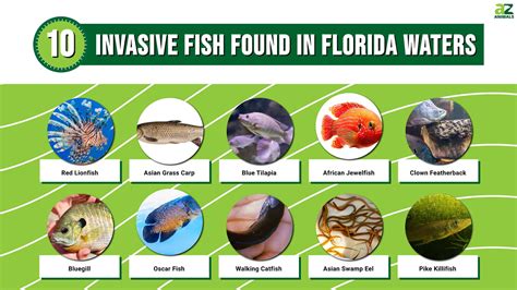 Discover 10 Invasive Fish Found in Florida Waters