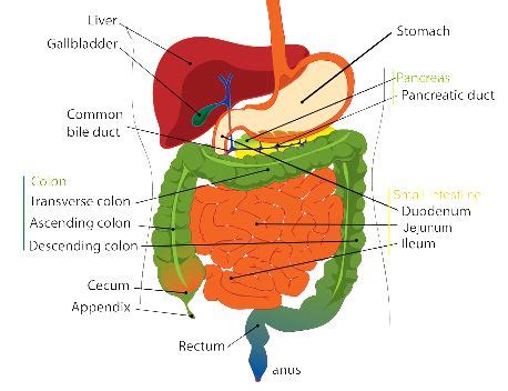 Foods To Clear Gallbladder Sludge | Deporecipe.co