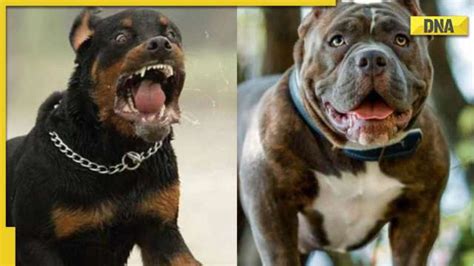 DNA Explainer: As Ghaziabad bans Pitbulls and Rottweiler, know why these dog breeds are ...