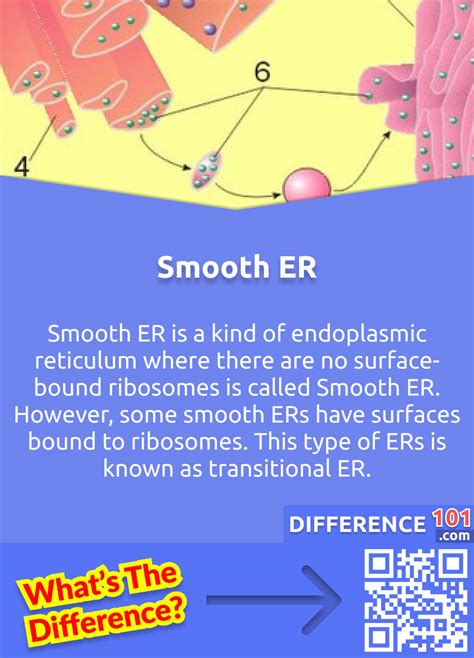 Smooth vs. Rough Endoplasmic Reticulum: 6 Key Differences, Structure ...