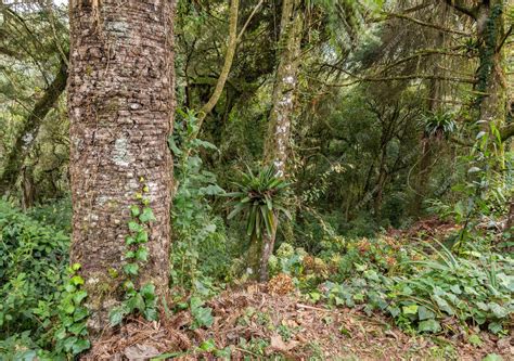 Premium Photo | Plants in a rainforest in southeastern brazil