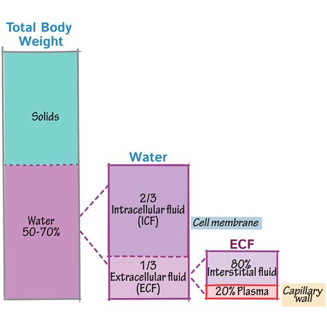 Physiology Glossary: Body Water Compartments | Draw It to Know It