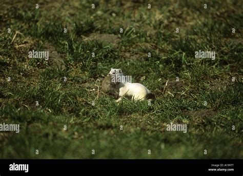 stoat in winter coat with booty / Mustela erminea Stock Photo - Alamy