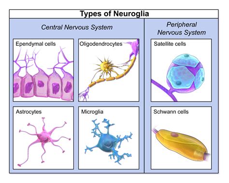 What are six types of neuroglial cells? | Socratic