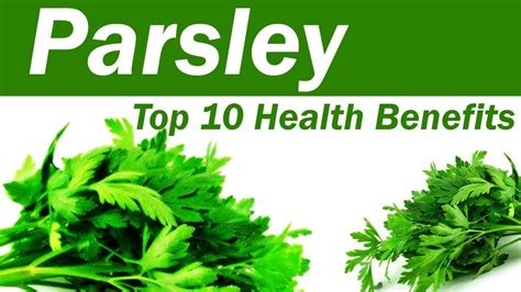 Top 10 Benefits of Parsley - Parsley Leaves: Benefits and Uses - Amazing Benefits Of Parsley ...