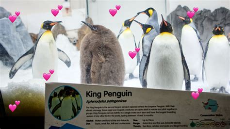 Pesto — The Record-Breaking 21kg Penguin Baby — Just Had A Gender Reveal At Melbourne Aquarium