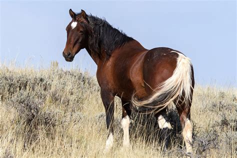 Mustang Horses for Sale