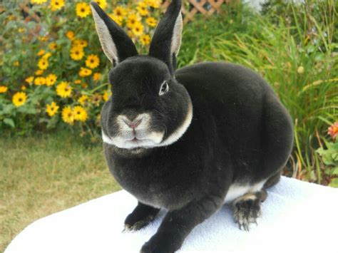 Black Otter Rex Rabbit, Mini Rex Rabbit, Rabbit Breeds, Meat Rabbits, Raising Rabbits, Bunny ...