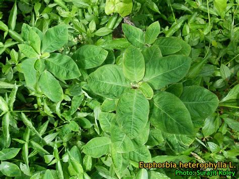 Medicinal Plants: Euphorbia heterophylla