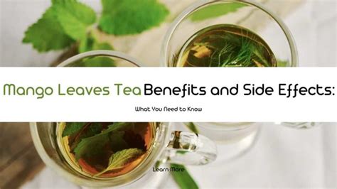 Mango Leaves Tea Benefits and Side Effects: What You Need to Know - EN.HEALTHCAREINHINDI.COM