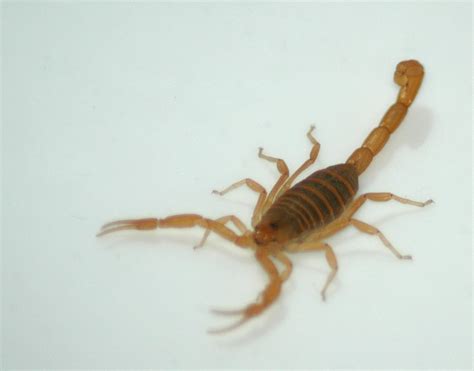 Bark Scorpion Photos - Bulwark Exterminating's Scorpion Report | Pest Control Phoenix