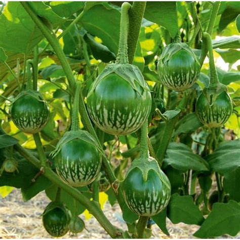 Thai Round Green Eggplant Seeds (Solanum melongena) - Price €1.95