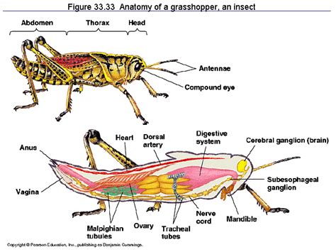 Grasshopper Internal Anatomy