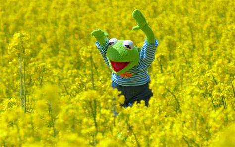 Kermit the Frog, Blossoms Wallpapers HD / Desktop and Mobile Backgrounds