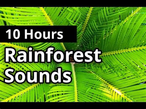 Rainforest Sounds 10 HOURS - Natural Sleep Sounds - Relaxation ...