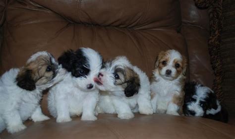 Havachon (Havanese-Bichon Frise Mix) Info, Temperament, Pictures