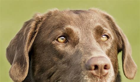 Close Up of Layla, the Beautiful Black Labrador