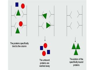 Affinity chromatography | PPT