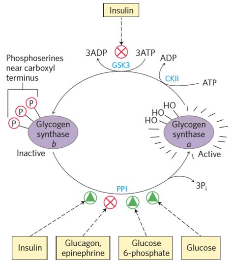 4. Regulation of glycogen synthesis and degradation – greek.doctor