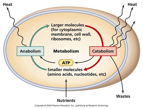 Metabolism ( catabolism & anabolism) | Metabolism, Biology lessons ...