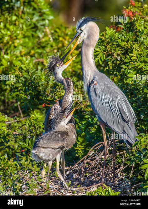 Heron baby bird hi-res stock photography and images - Alamy