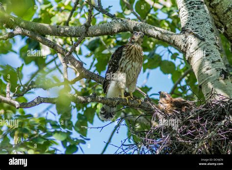 Sharp-shinned Hawk (Accipiter striatus) Mother perched beside nest with young baby in its nest ...