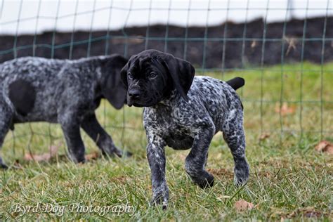 Adventures of a GSP Hunting Dog: Our Dogs