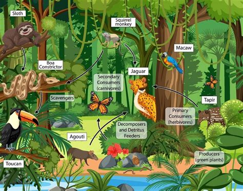 Food chain diagram concept on forest background in 2022 | Food chain ...