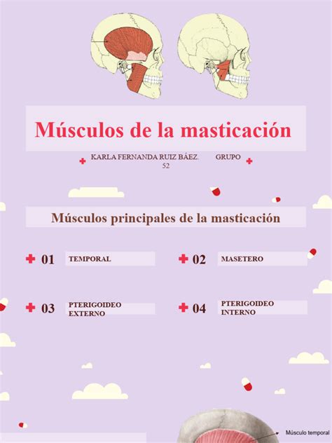 Músculos de La Masticación | PDF