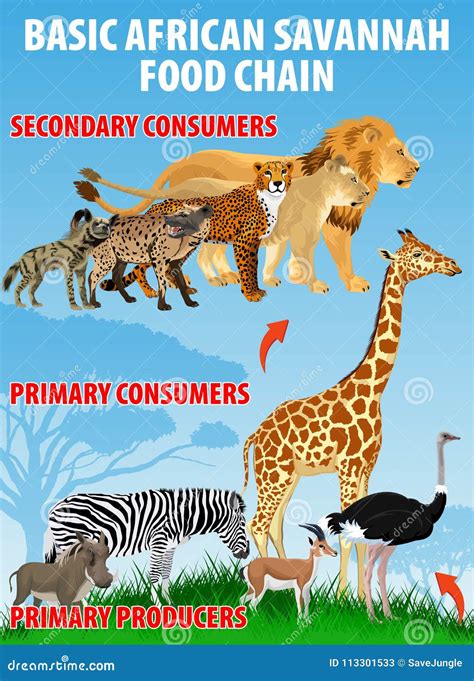 Basic African Savannah Food Trophic Chain. Grassland Ecosystem Energy Flow. Vector ...