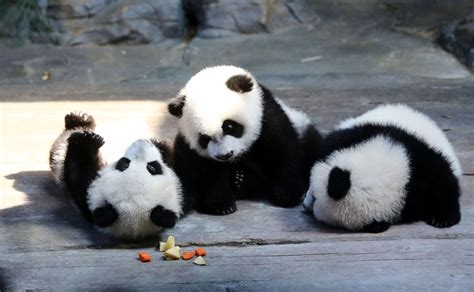 Cute, Cuter and Cutest Triplet Pandas at Play Picture | Cutest baby animals from around the ...
