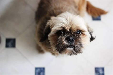 Shih Tzu Training - Tips on How to Train a Shiz Tzu Effectively