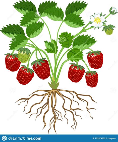 Green Leaves, Plant Leaves, Strawberry Plants, Root System, Leaf Flowers, Red Berries, White ...