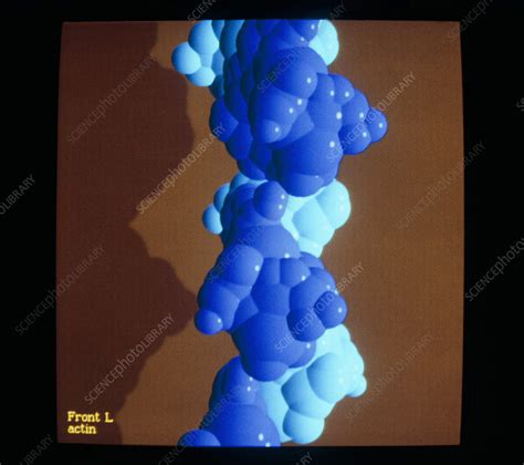 Molecular structure of the protein actin - Stock Image - A617/0005 ...