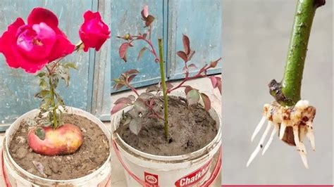 Quick and Easy Method: Propagating Roses with Potatoes for Fast Rooting - Home Garden Tips